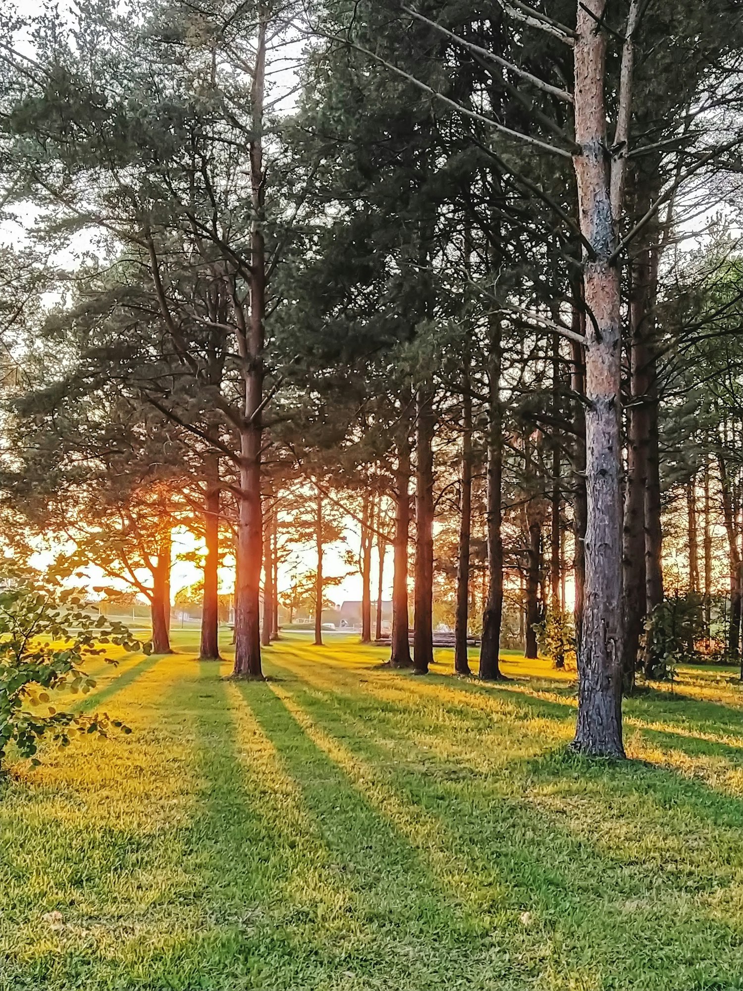 Beautiful rays of setting sun through tree trunks in city park, evening time tranquility in nature