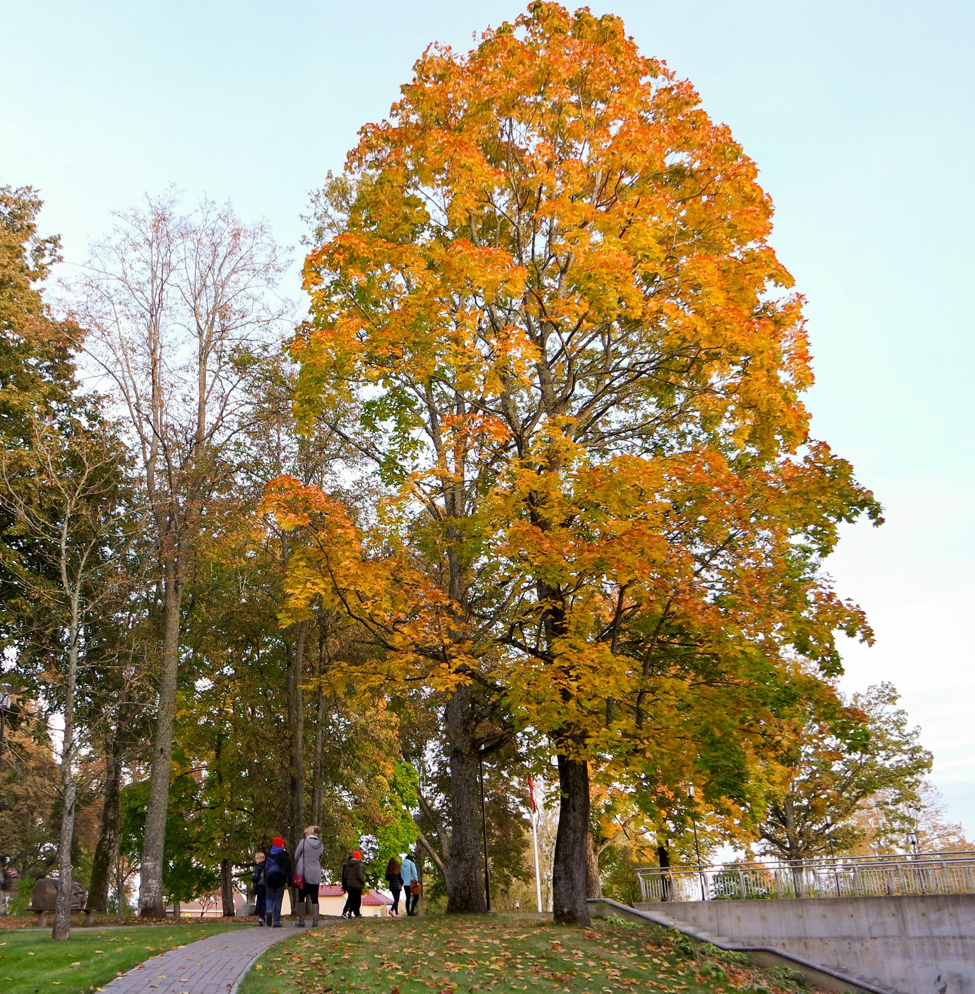 Trees in the autumn